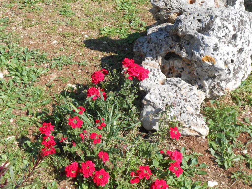 La Piccola Masseria Cisternino Exterior photo